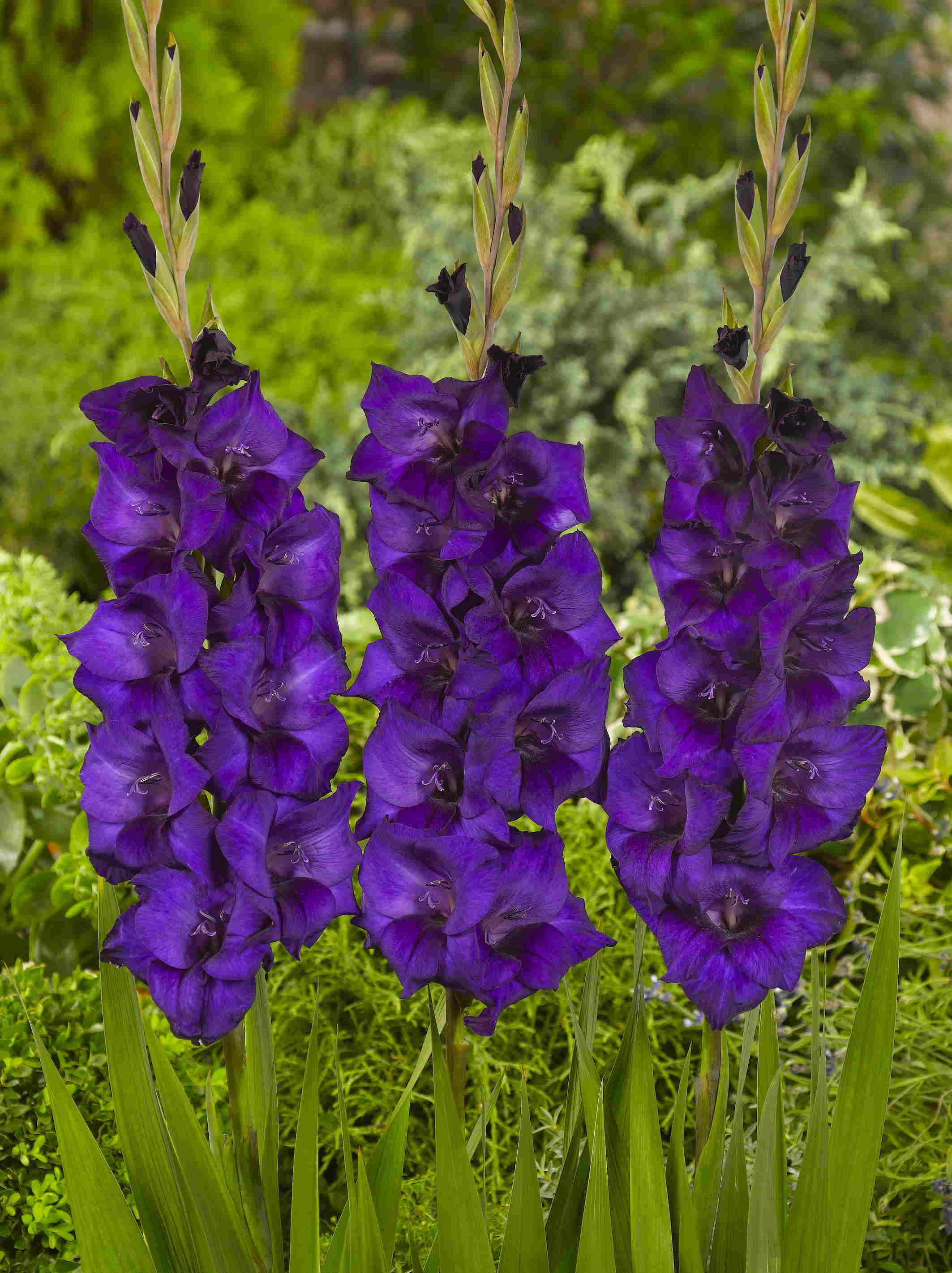 Purple Flora